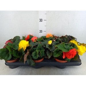 Begonia tuber.   ...