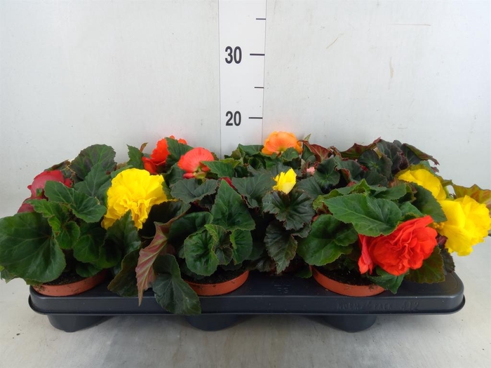 <h4>Begonia tuber.   ...</h4>