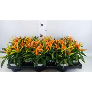 Capsicum annuum 'Favorit Orange'