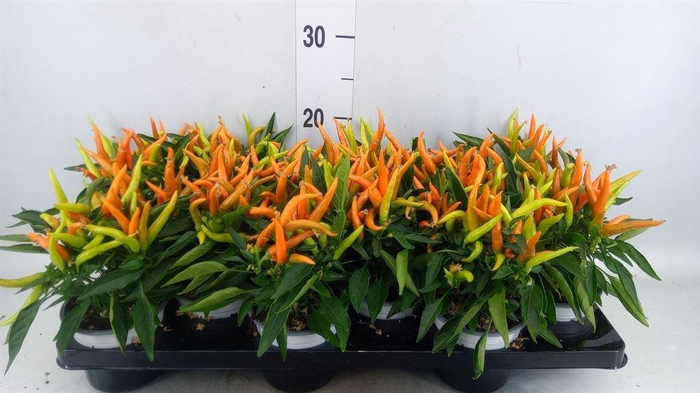 <h4>Capsicum annuum 'Favorit Orange'</h4>