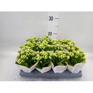 Kalanchoe  'RoseFlow Greta'