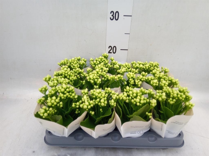 <h4>Kalanchoe  'RoseFlow Greta'</h4>