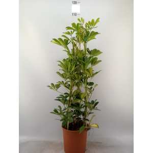 Schefflera arbor. 'Gold Capella'