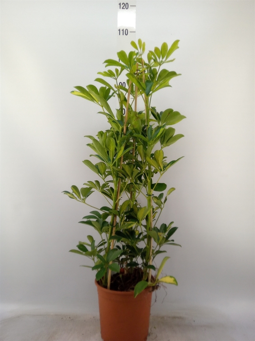 <h4>Schefflera arbor. 'Gold Capella'</h4>