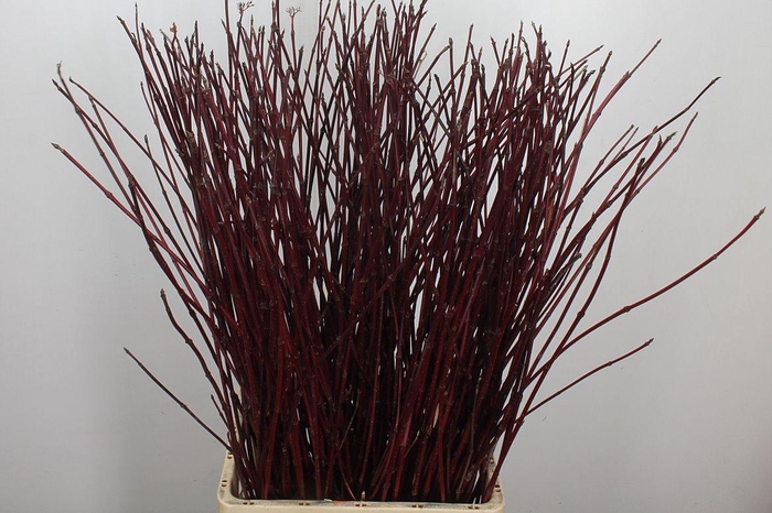 <h4>Cornus Alba Sibirica 90cm</h4>