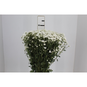 CRISANTEMO SANTINI FRAMINT 080 CM
