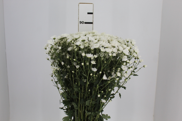CRISANTEMO SANTINI FRAMINT 080 CM