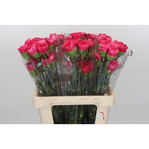 Dianthus St Bizet