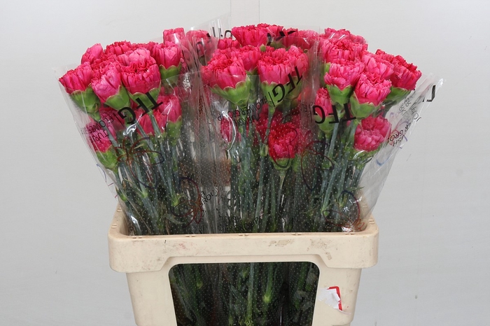 <h4>Dianthus St Bizet</h4>