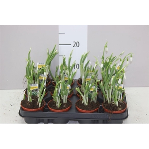 Galanthus Nivalis