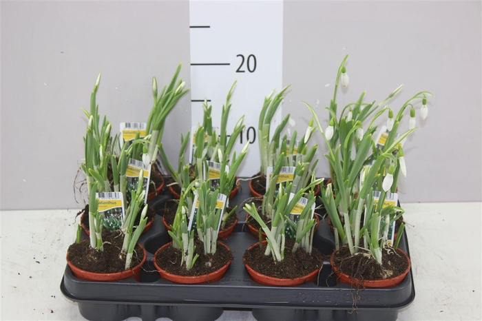 <h4>Galanthus Nivalis</h4>