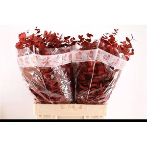 EUC CIN KLB P BOS H%