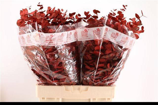 <h4>EUC CIN KLB P BOS H%</h4>