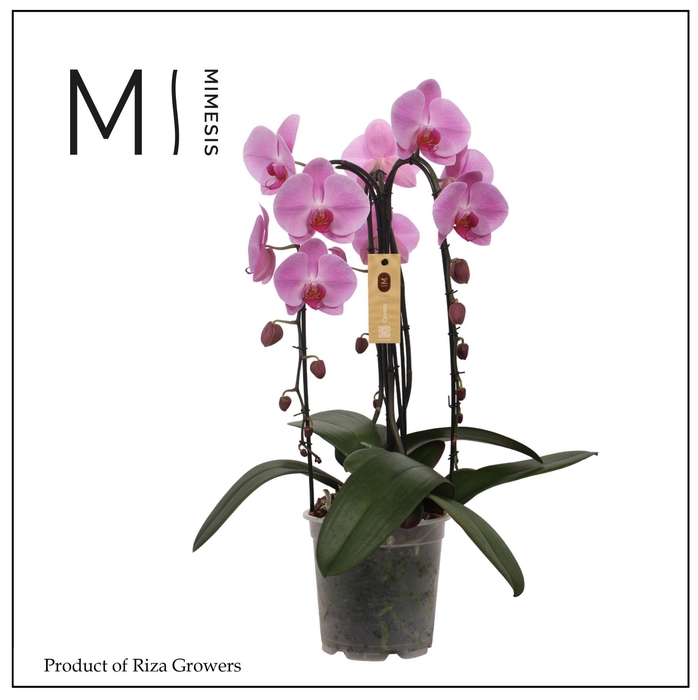 <h4>Phalaenopsis Crown Pink 3 spike - 21cm | Mimesis</h4>