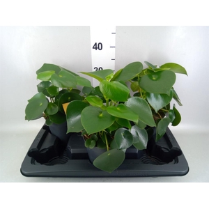 Peperomia polybotrya 'Raindrop'