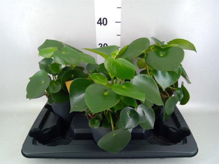 <h4>Peperomia polybotrya 'Raindrop'</h4>