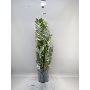 Zamioculcas zamiifolia