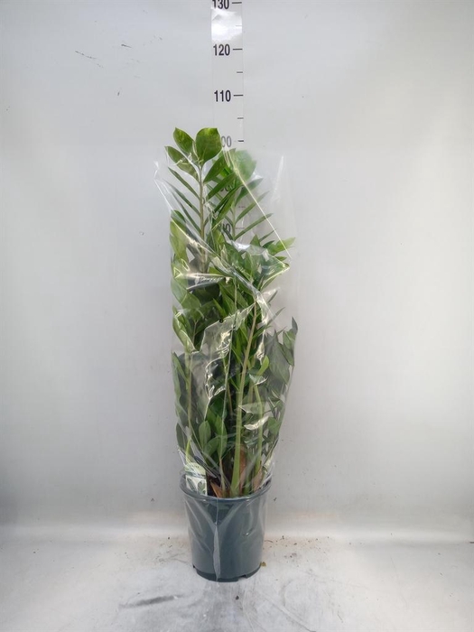 <h4>Zamioculcas zamiifolia</h4>