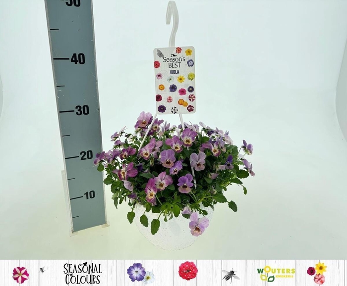 Vio Co Lila Pink In Hangpot