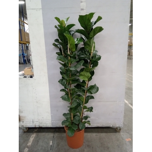 Ficus lyrata 'Bambino'