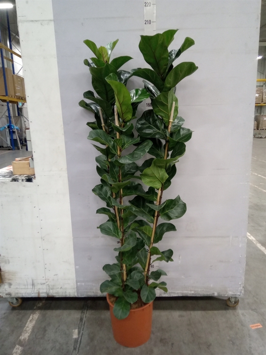 <h4>Ficus lyrata 'Bambino'</h4>