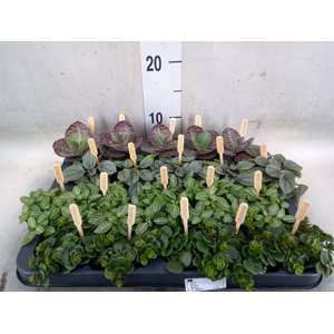 Planten  ..mix