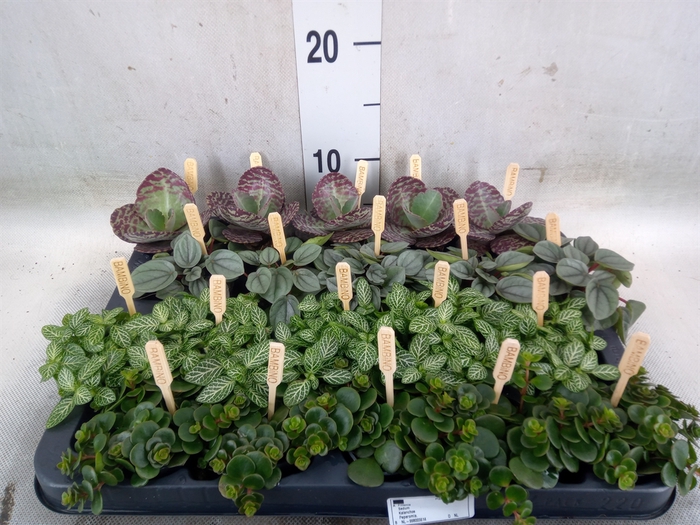 <h4>Planten  ..mix</h4>