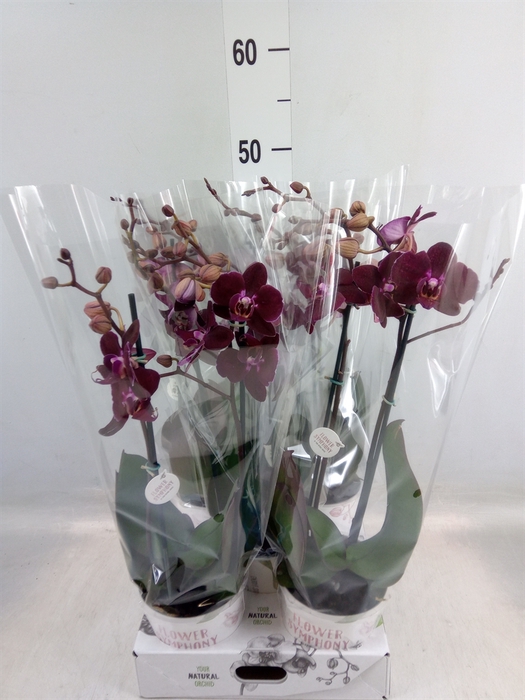 <h4>Phalaenopsis   ...red</h4>