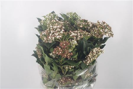 <h4>Viburnum Macro Per Bunch</h4>