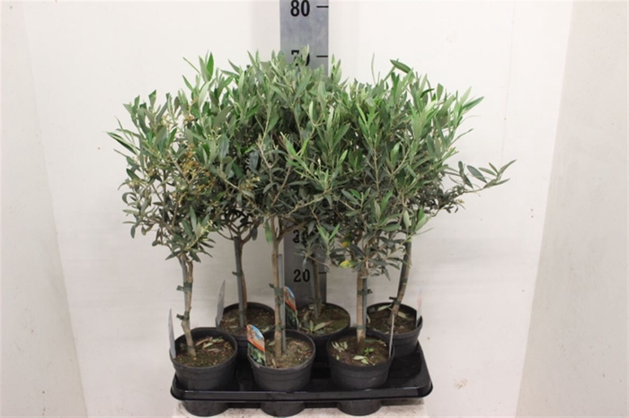 <h4>Olea Europaea</h4>