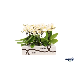 Phalaenopsis   ...mini