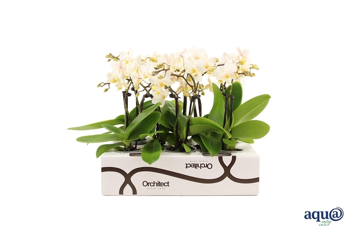 <h4>Phalaenopsis   ...mini</h4>