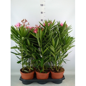 Nerium oleander   ...