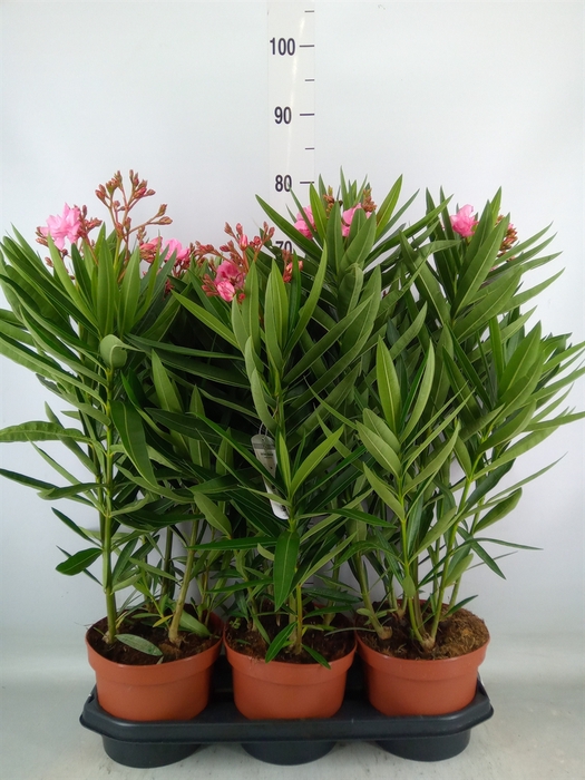 <h4>Nerium oleander   ...</h4>