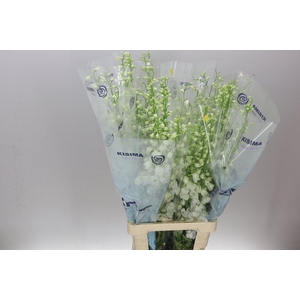 Delph El Candle White Shades