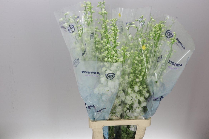 <h4>Delph El Candle White Shades</h4>