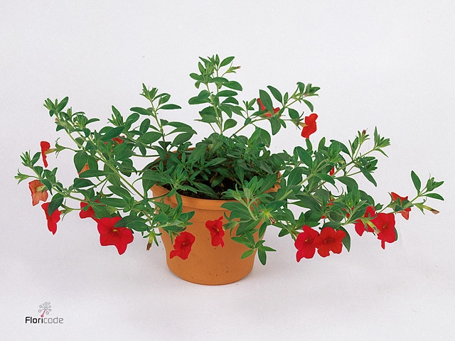 CALIB MINIF ORAN RED