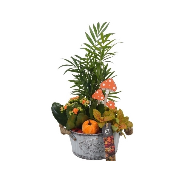 <h4>PTHI5327 Arrangement Herfst Indoor in metalen bak</h4>