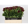 Paeonia Old Faithful