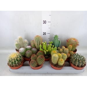 Cactus   ...mix