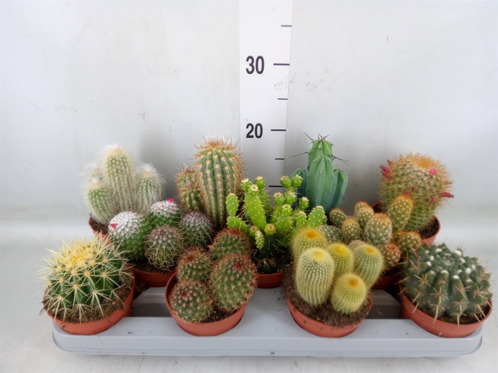 <h4>Cactus   ...mix</h4>
