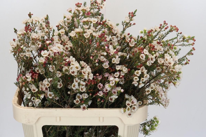 <h4>Chamelaucium Ella</h4>