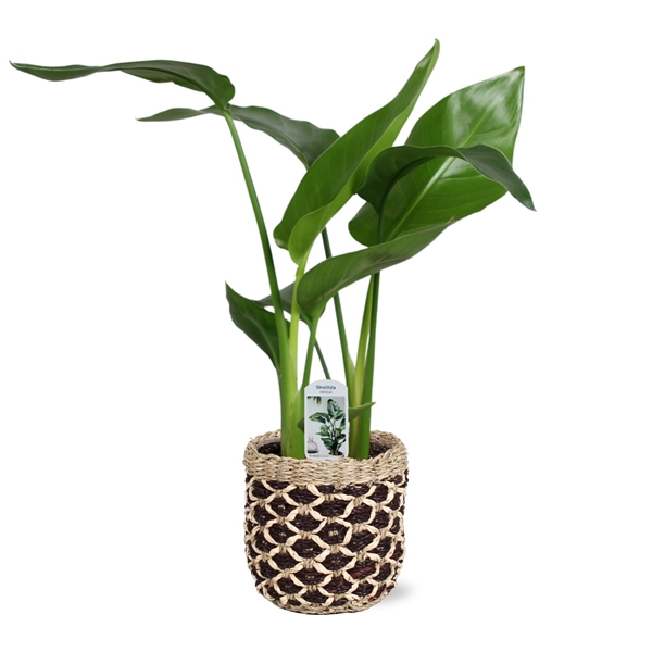 <h4>Strelitzia nicolai 2 stek 45-55cm in Geneve mand</h4>