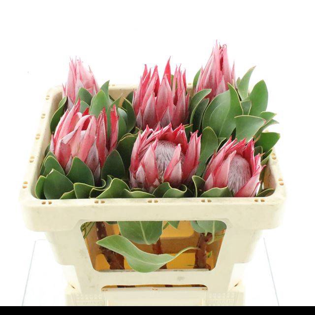 <h4>PROTEA CY CLARE</h4>