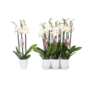 Phalaenopsis White, 3-spike White Ceramics