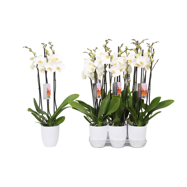 <h4>Phalaenopsis White, 3-spike White Ceramics</h4>