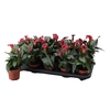 Zantedeschia overig
