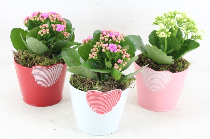 <h4>arr2 JS - Zink potje hart mix - roze/wit</h4>