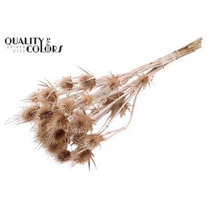 Cardi Distel Natural 10pc/bunch 55cm Frosted White