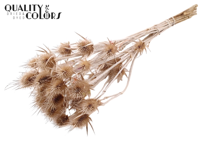 <h4>Cardi Distel Natural 10pc/bunch 55cm Frosted White</h4>